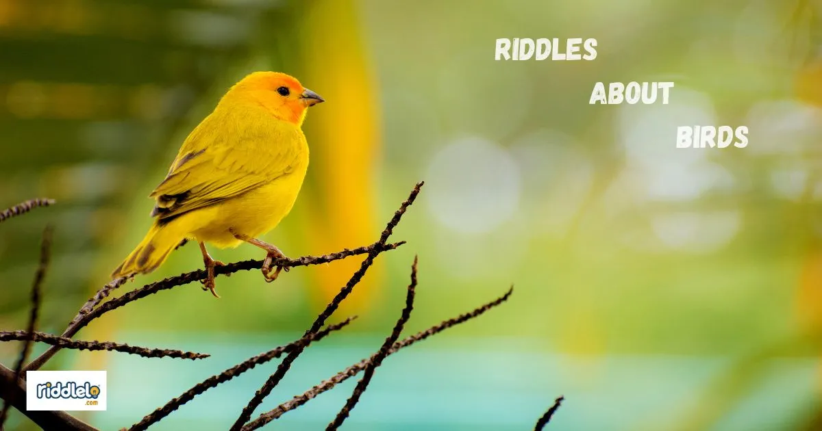 Riddles About Birds