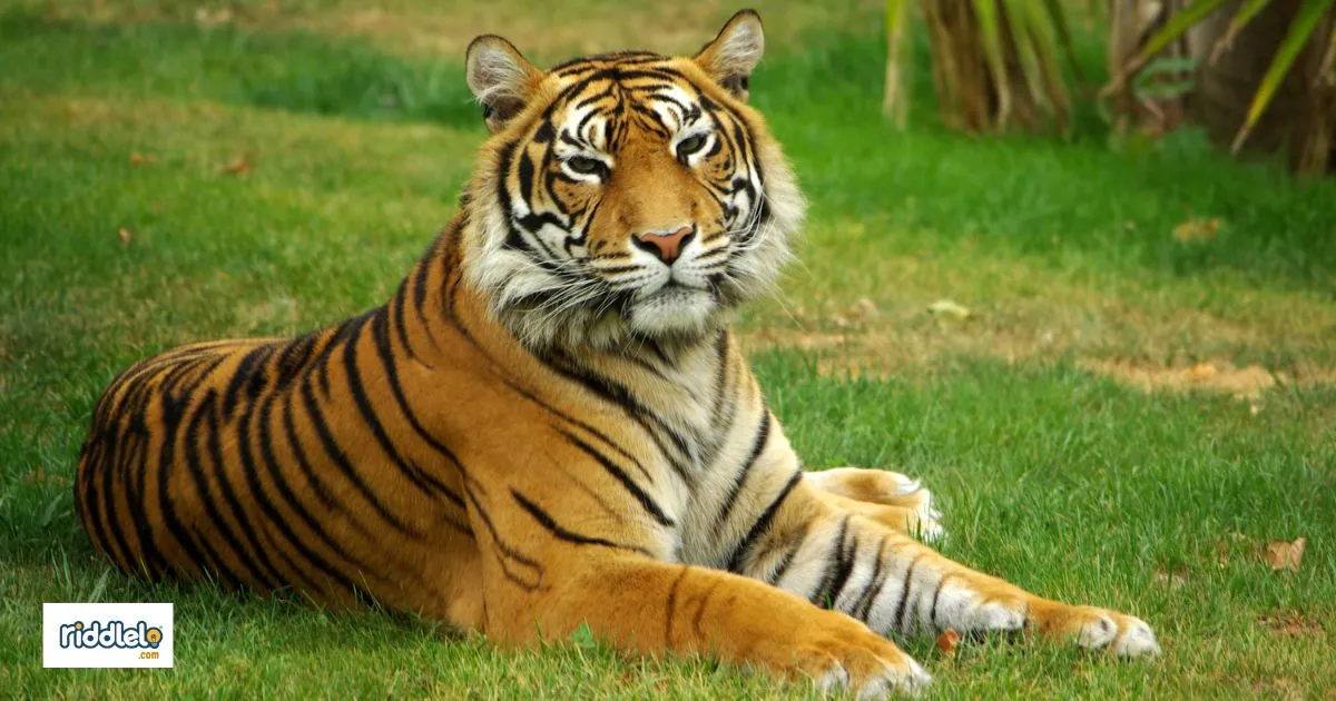 Animal Rizz Lines