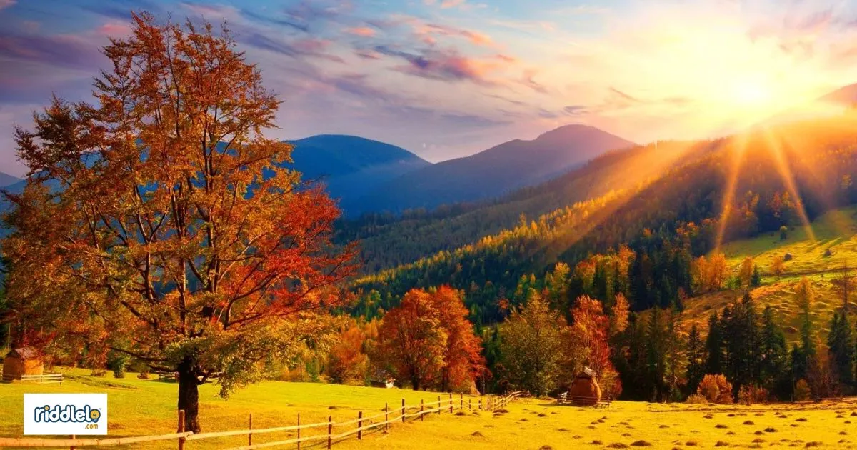 Autumn Rizz Lines