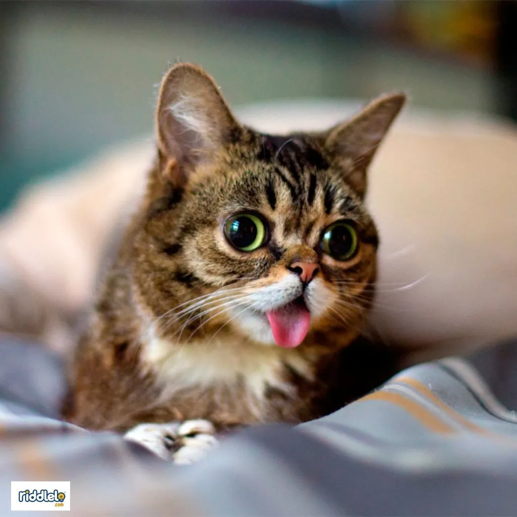Cat funny