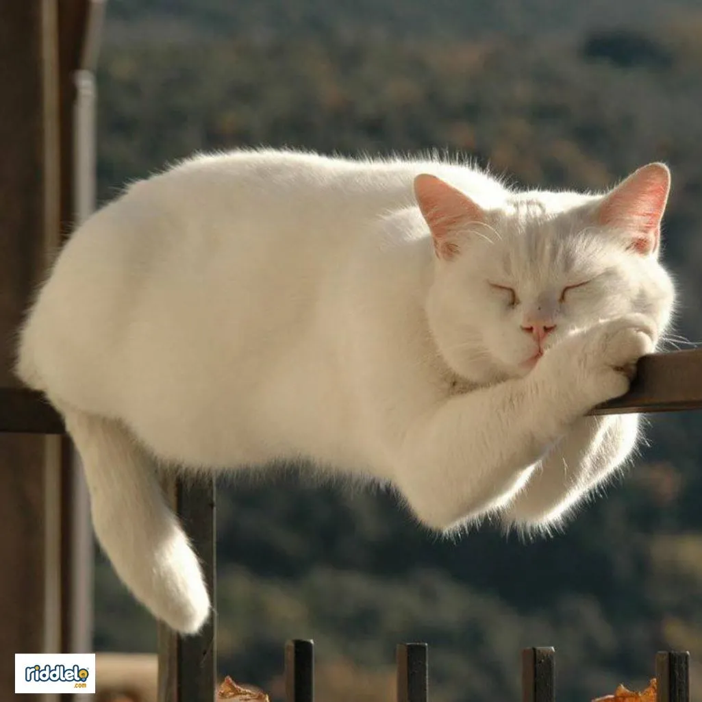 Cat rizz lines for her