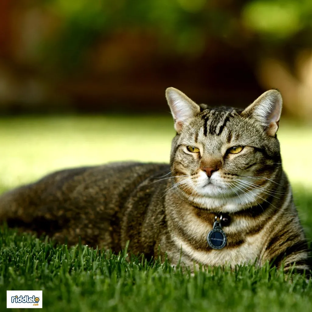 Cat rizz photo
